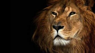 Lion Roar Wallpaper