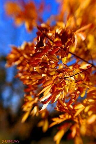 iPhone Wallpaper For Fall
