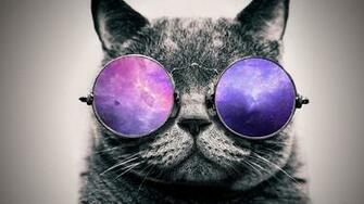 Cool Cat Wallpaper