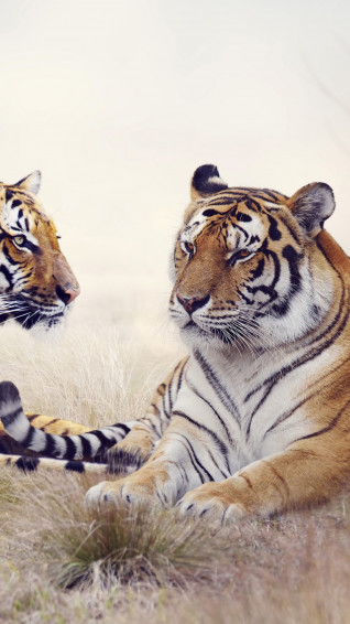Tigers HD Wallpaper