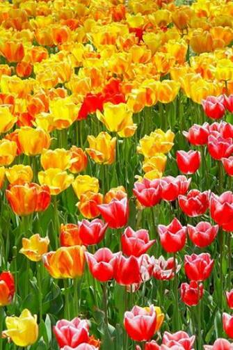 Tulip Garden iPhone HD Wallpaper