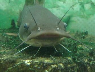 Catfish Wallpaper Ing Gallery