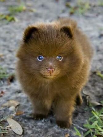 Pomeranian Wallpaper Pictures Breed Information