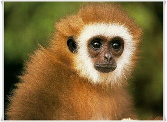 Qq Wallpaper Monkey Desktop