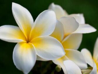 Plumeria Flower HD Wallpaper Wallpaper13