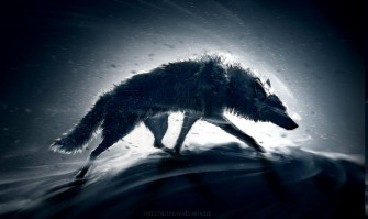 Animals Wolf Wallpaper HD Desktop And Mobile