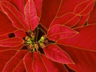 Christmas Poinsettia Wallpaper High