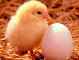 Happy Easter Egg Day Desktop Background