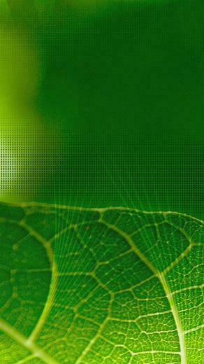 Bright Green Leaf iPhone Plus And Wallpaper