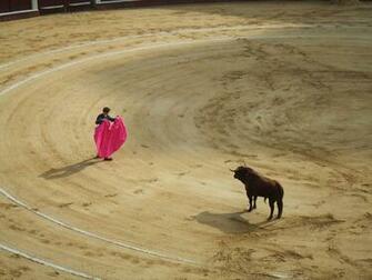 Bull Fighting