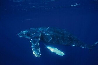 Blue Whale Computer Wallpaper Desktop Background Id