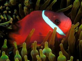 Red Fish Pixels Wallpaper Tagged