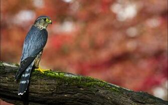Collection Great Pictures Pure High Definition HD You Can