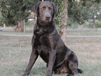 Our Labrador Dogs Silver Labs Dog Training