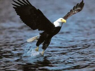 Desktop HD Wallpaper S Bald Eagles