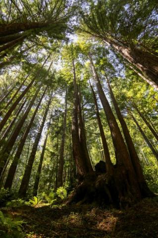 Cam S Original Photos Redwood Cathedral Fall Creek Unit