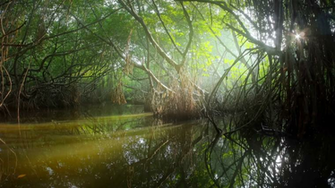 Wild Plants Vegetation And Mangrove Forest Ecosystem Beautiful