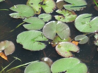 Lily Pads Wallpaper
