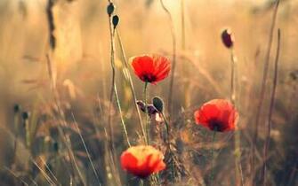 Nature Flowers Poppies Wallpaper HD Desktop And