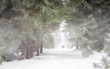 Wallpaper Forest People Nebel Winter HD
