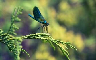 Dragonfly Wallpaper