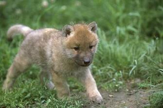 Baby Wolf Wallpaper