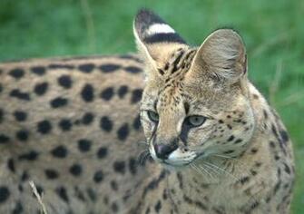 Big Cat Wallpaper Pictures To Pin