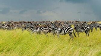 Zebras In Serengeti National Park Tanzania Pchoui Getty Image