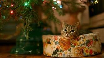 Christmas Animal Wallpaper
