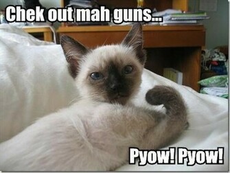 Funny Animals Pictures Desktop Wallpaper