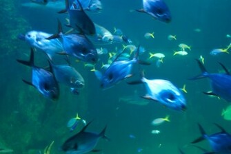 Fish Wallpaper Background A Walpapers Seabed