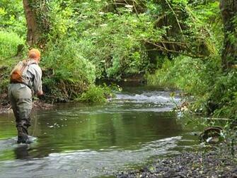 Trout Stream Wallpaper Small Quest