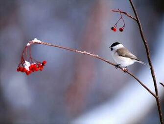 Bird Desktop Wallpaper In Winter Jpg