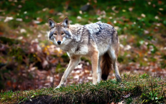 Coyote HD Wallpaper And