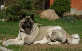 American Akita HD Desktop Wallpaper 7wallpaper Net