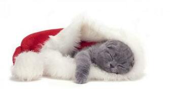 Small Scottish Fold Cat Is Sleeping In A Christmas Hat