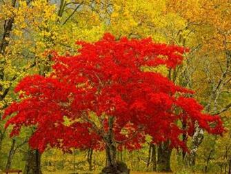 Red Tree Wallpaper