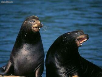 Wallpaper Sea Lion