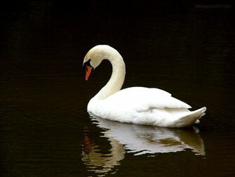White Swan Wallpaper iPhone