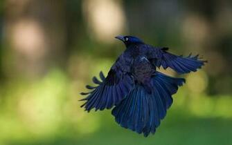 Bird Flying HD Wallpaper Magic4walls