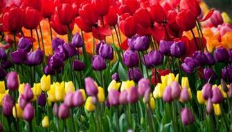 Welcome Spring Beauties