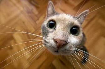 Wallpaper Background Cute Funny Animals Pictures