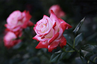 HD Rose Wallpaper