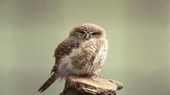 Owl Wallpaper High Definition Background