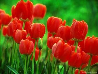 Beautiful HD Red Flowers Roses Wallpaper