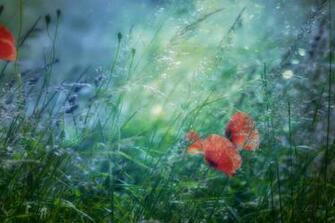 HD Small Red Flowers In Green Grass Photography Wallpaper Image 1080p