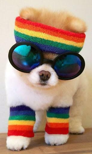 Boo Dog