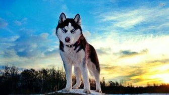 Husky Wallpaperiberian Wallpaper Cynical Stare Cool HD