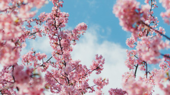 Spring 4k Ultra HD Wallpaper Background