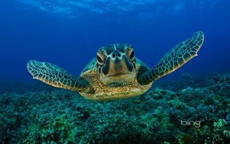 Hug A Sea Turtle Wallpaper HD